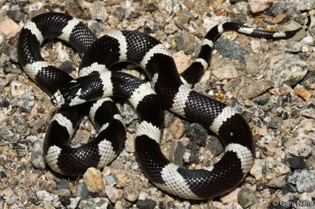 California King Snake