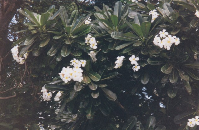 Plumeria