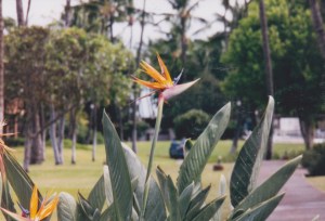 Bird of Paradise