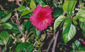 Hibiscus