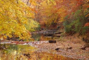 Fall Foliage on the Quantico Creek