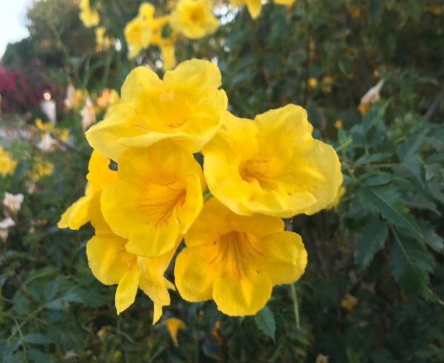 Tecoma Yellow Bell
