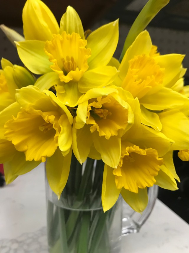 Daffodils