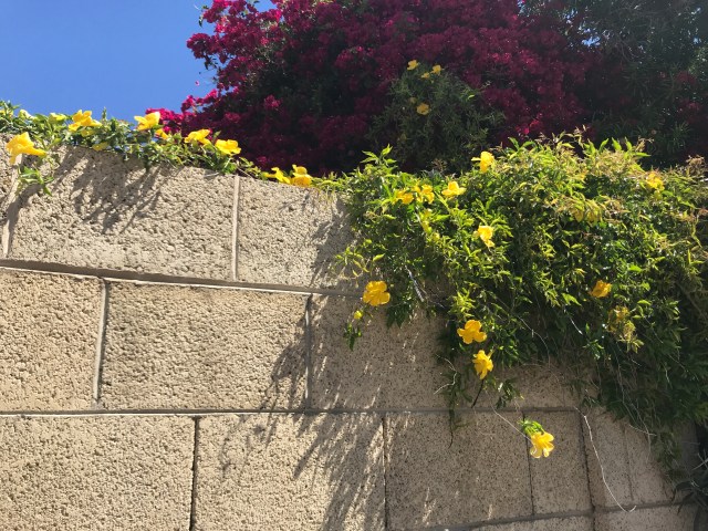 Climbing over the wall; cat's claw vine