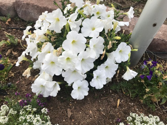 Petunias